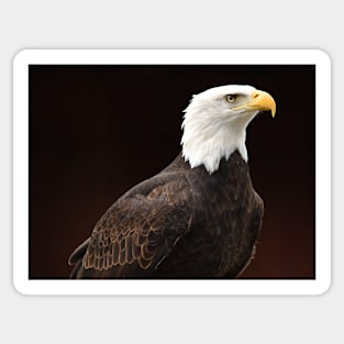 Bald Eagle Sticker